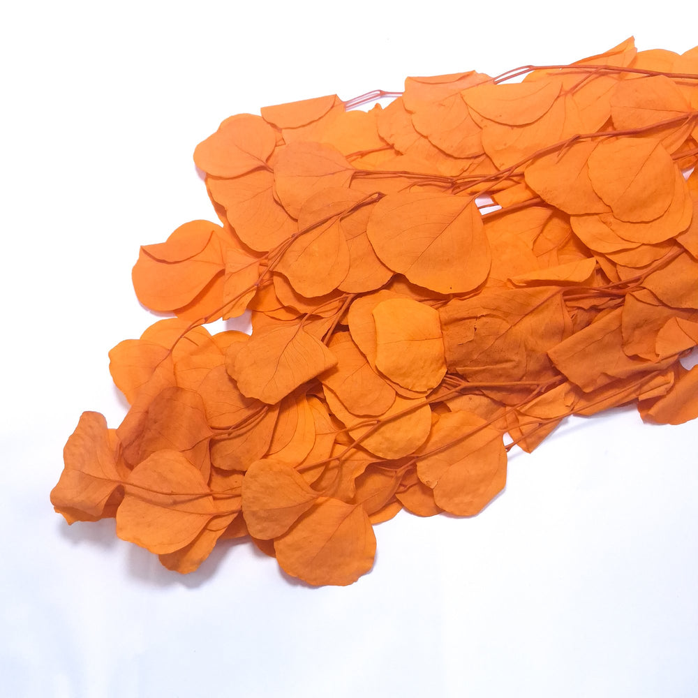 Eucalipt Populus criogenat, culoare portocaliu - ROC FD22