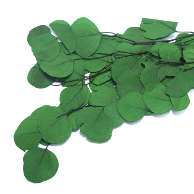 Eucalipt Populus criogenat, culoare verde - ROC FD22