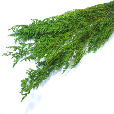 Limonium criogenat, culoare verde - ROC FD17