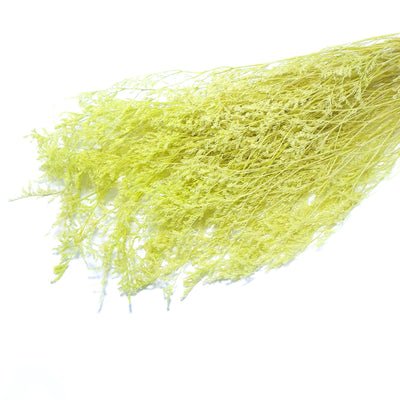 Limonium criogenat, culoare verde deschis - ROC FD17