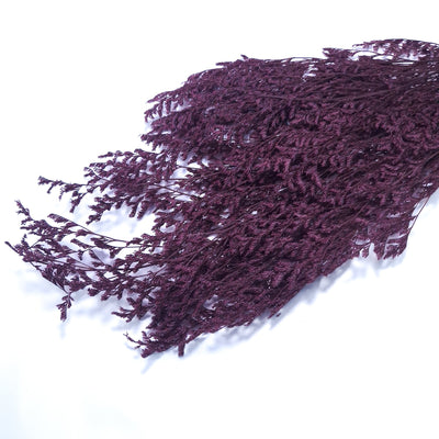 Limonium criogenat, culoare mov prună - ROC FD17