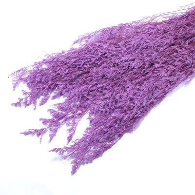 Limonium criogenat, culoare lila - ROC FD17