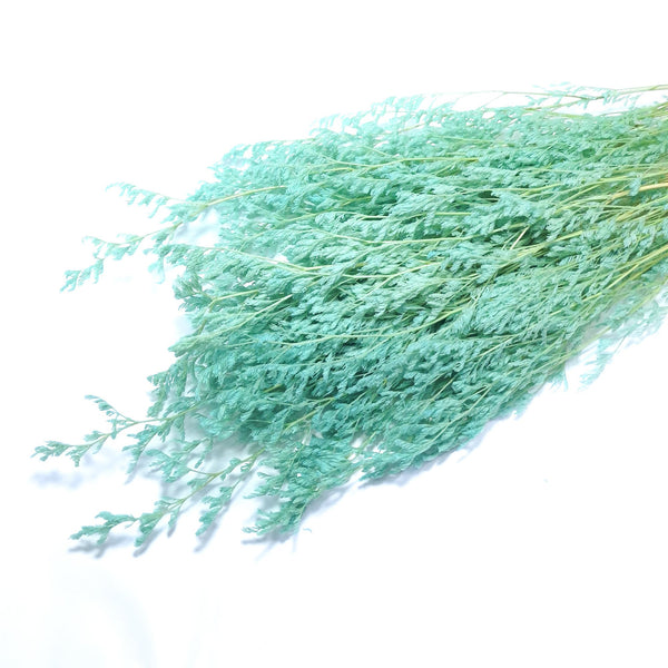 Limonium criogenat, culoare turcoaz - ROC FD17