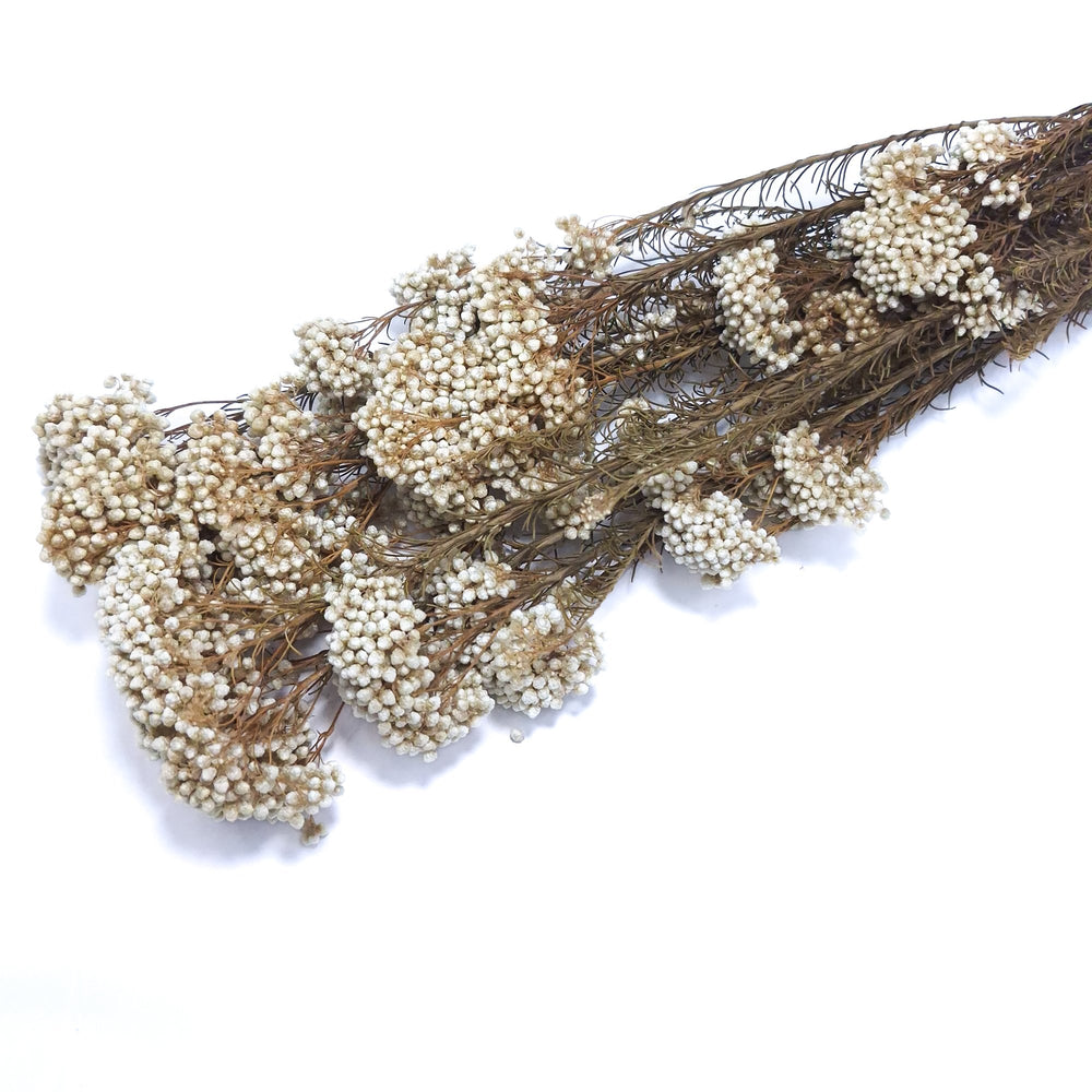 Floare de orez criogenată, culoare nature - ROC FD18