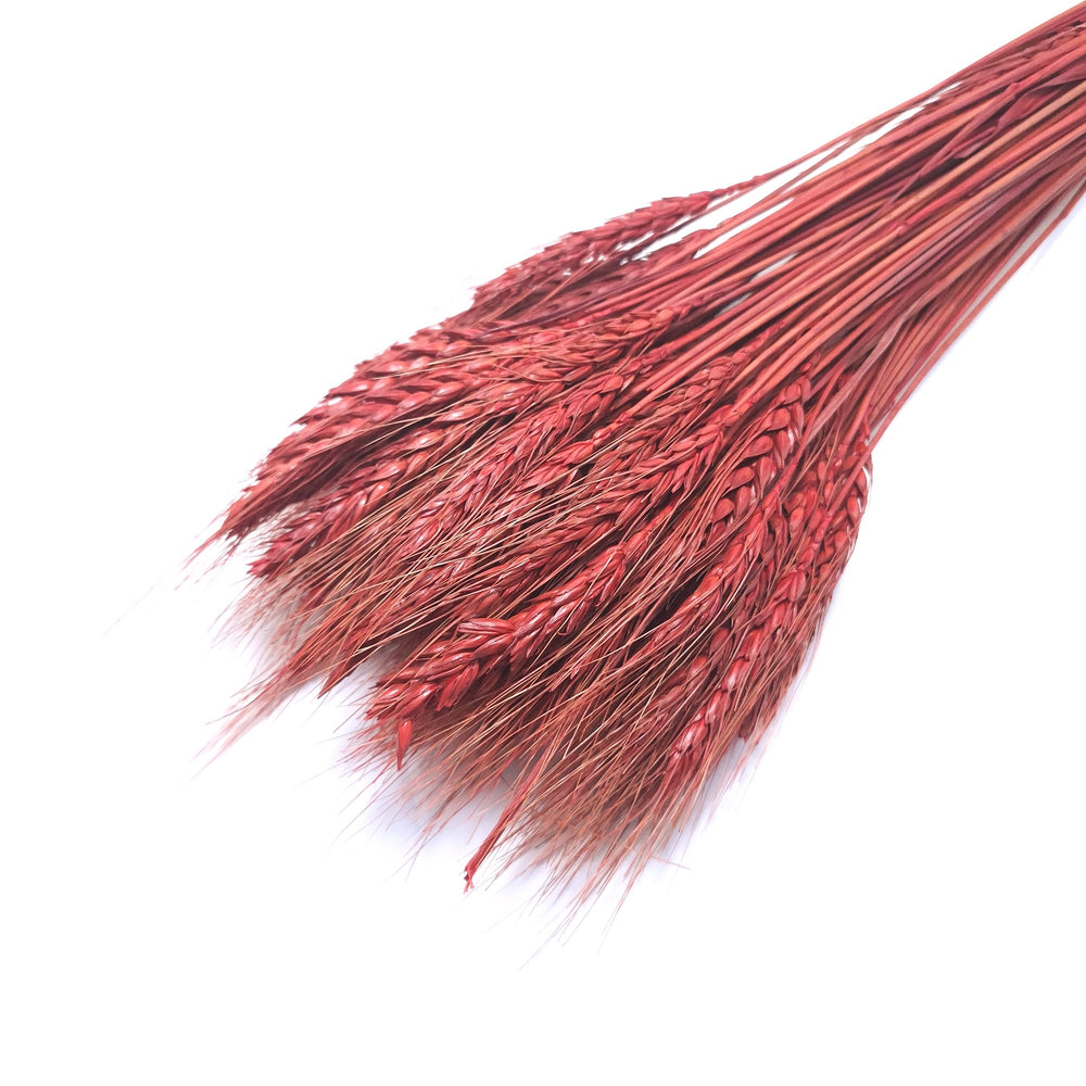 Buchet spice de grau, culoare grena - ROC FD6