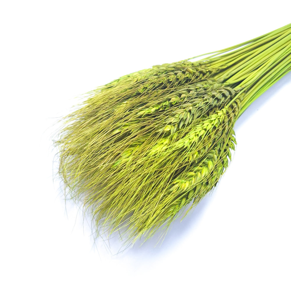 Buchet spice de grau, culoare verde - ROC FD6