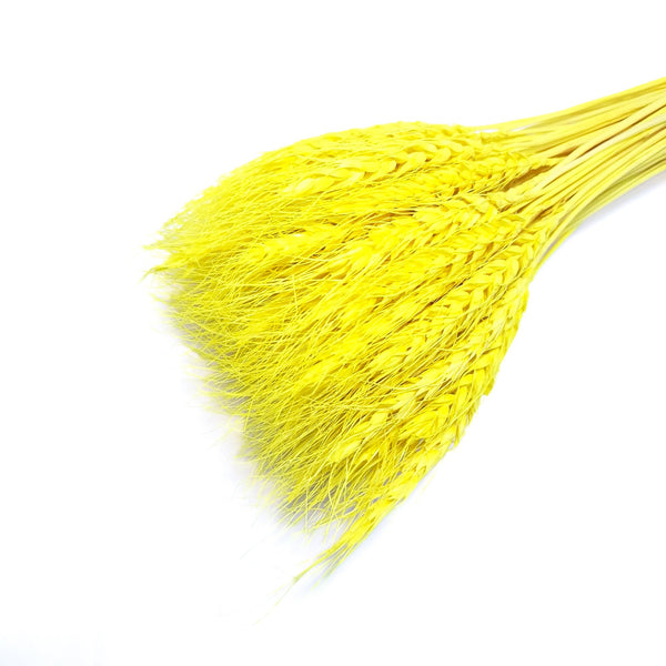 Buchet spice de grau, culoare galben - ROC FD6