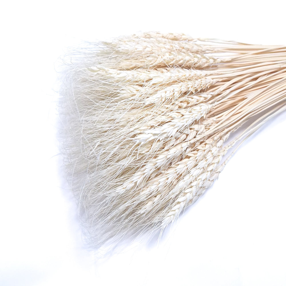 Buchet spice de grau, culoare alb - ROC FD6