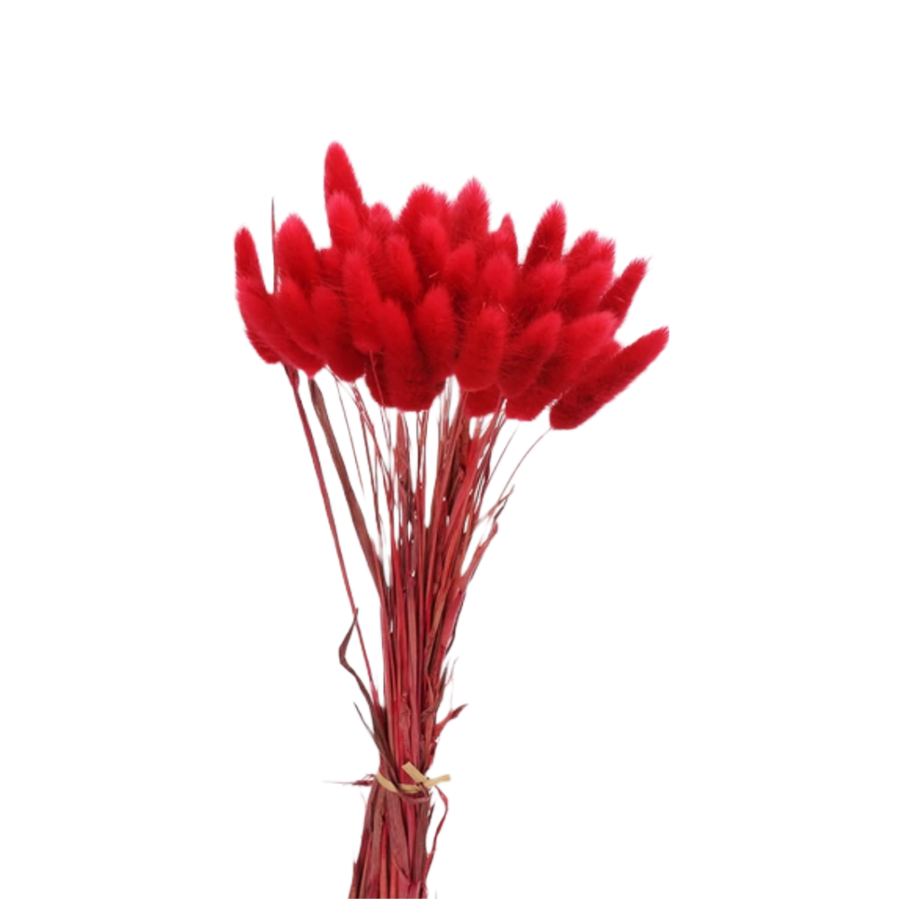 Buchet Lagurus Rosu, ROC FD 8