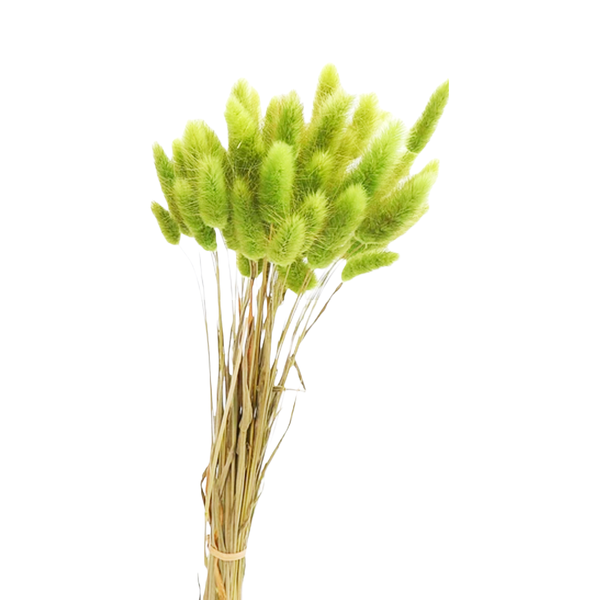 Buchet Lagurus Verde deschis, ROC FD 8