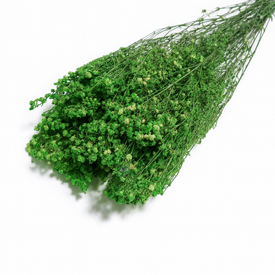 Buchet Gypsophila criogenată, culoare verde - ROC FD1