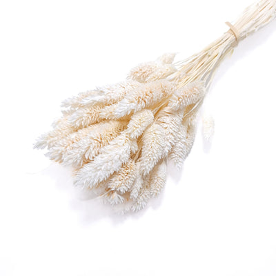 Phalaris, culoare alb - ROC FD25