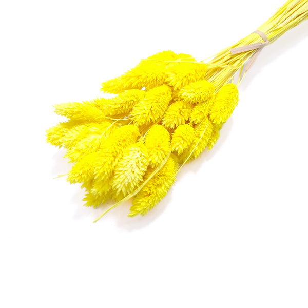 Phalaris, culoare galben - ROC FD25