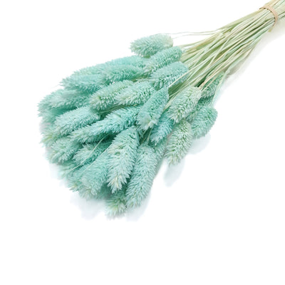 Phalaris, culoare turcoaz deschis - ROC FD25