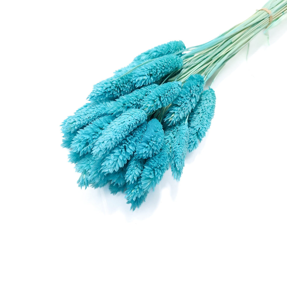 Phalaris, culoare turcoaz - ROC FD25
