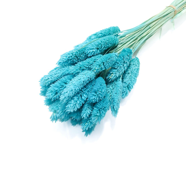 Phalaris, culoare turcoaz - ROC FD25
