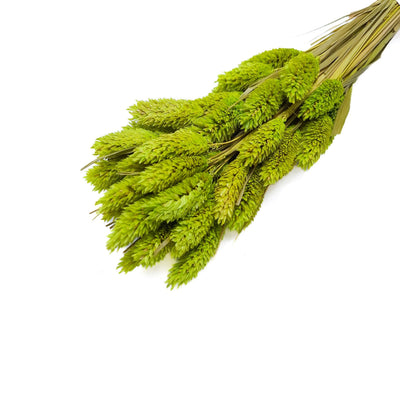 Phalaris, culoare verde olive - ROC FD25