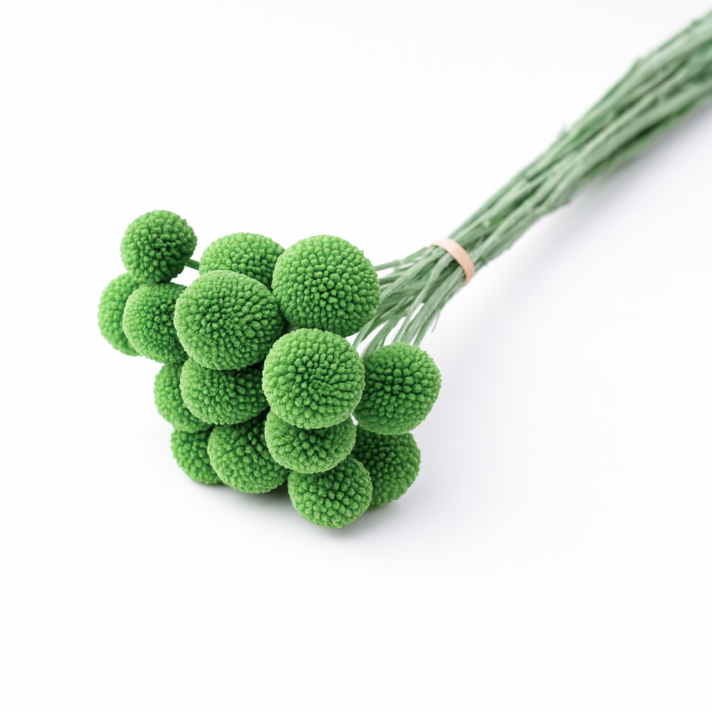 Craspedia criogenată, culoare verde - ROC FD31