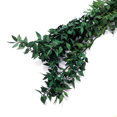 Ruscus criogenat, culoare verde închis- ROC FD41