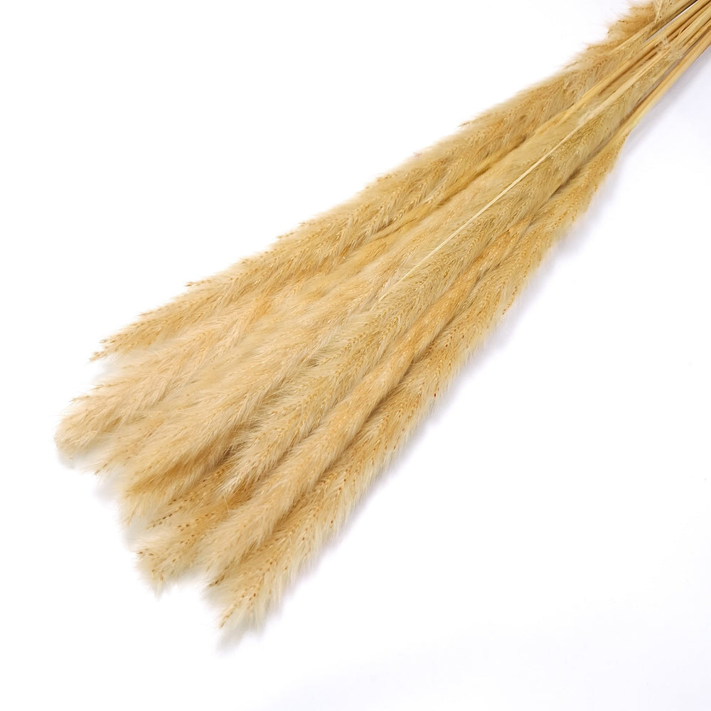 Buchet mini pampas, culoare nature - ROC FD7