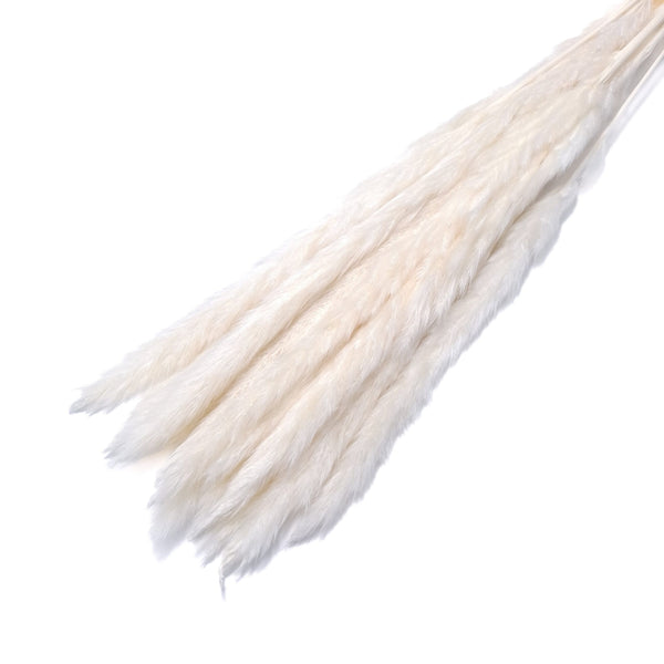 Buchet mini pampas, culoare alb - ROC FD7