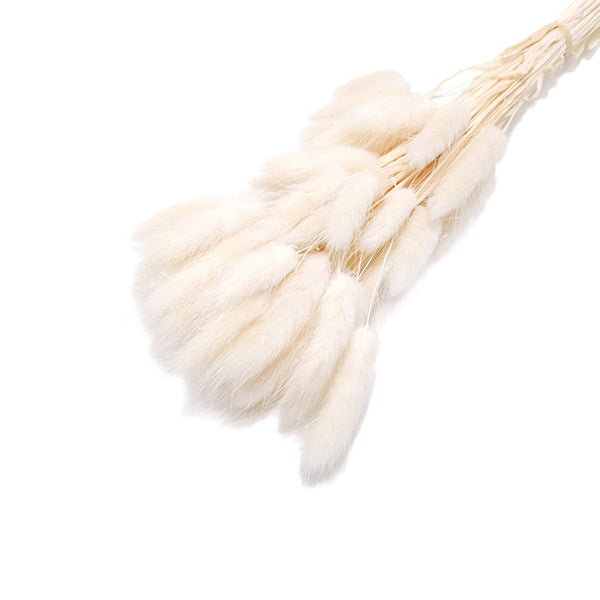 Buchet Lagurus, culoare alb - ROC FD8