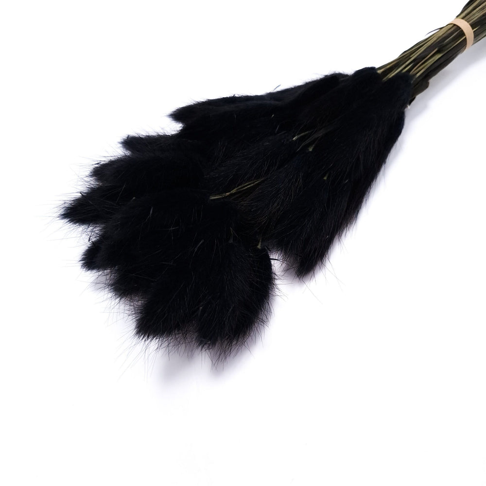 Buchet Lagurus, culoare negru - ROC FD8