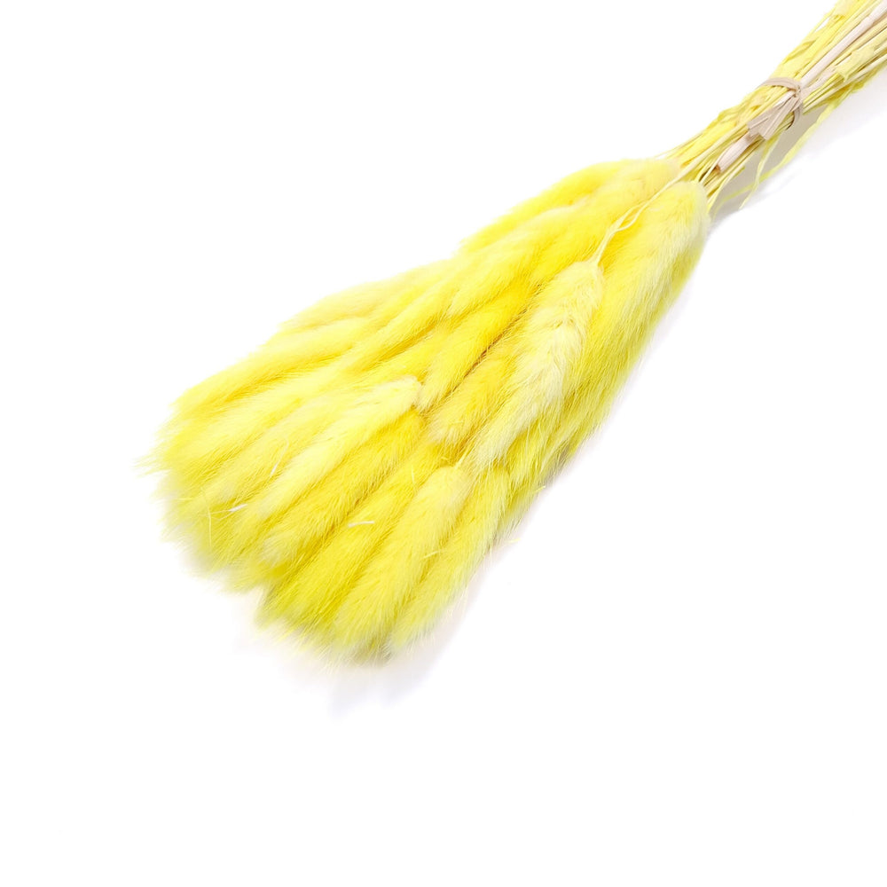 Buchet Lagurus, culoare galben - ROC FD8