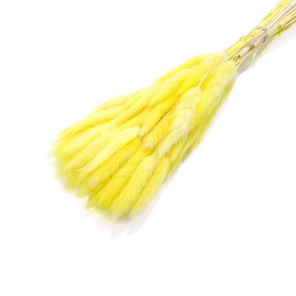 Buchet Lagurus, culoare galben - ROC FD8