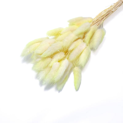 Ramo de Lagurus, color amarillo con crema