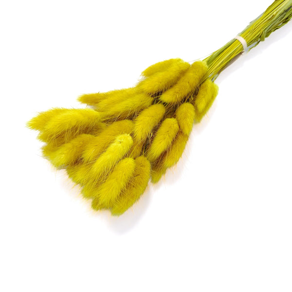 Buchet Lagurus, culoare galben muștar - ROC FD8