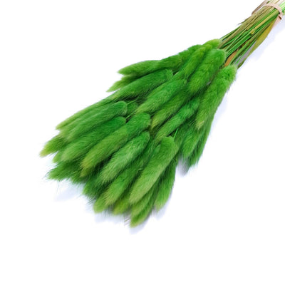 Buchet Lagurus, culoare verde - ROC FD8