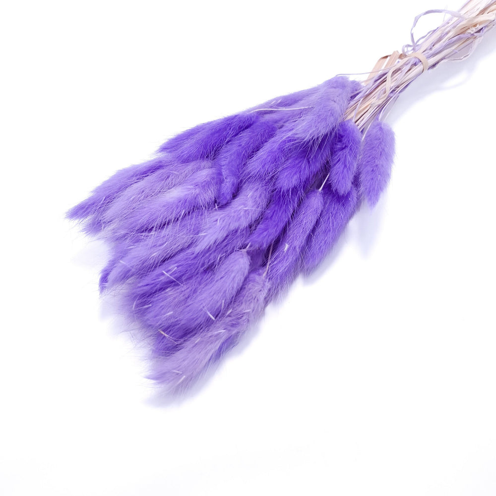 Buchet Lagurus, culoare mov - ROC FD8