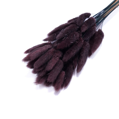Ramo de Lagurus, color marrón oscuro