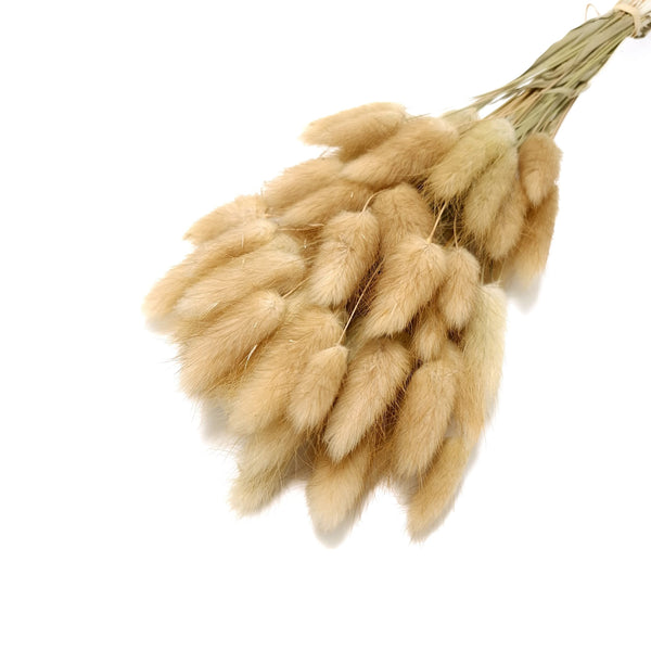 Buchet Lagurus, culoare nature - ROC FD8