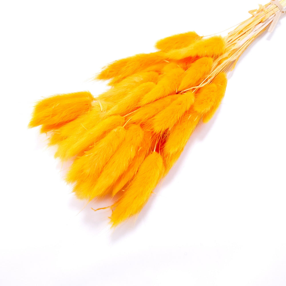 Buchet Lagurus, culoare portocaliu - ROC FD8