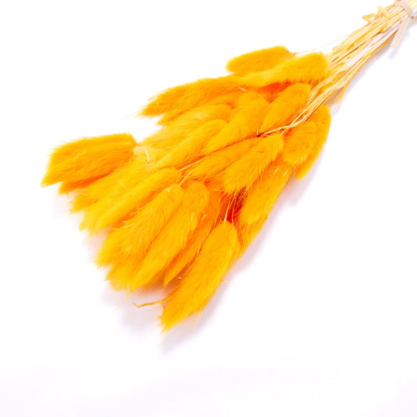Buchet Lagurus, culoare portocaliu - ROC FD8