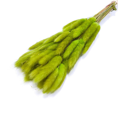 Buchet Lagurus, culoare verde olive - ROC FD8